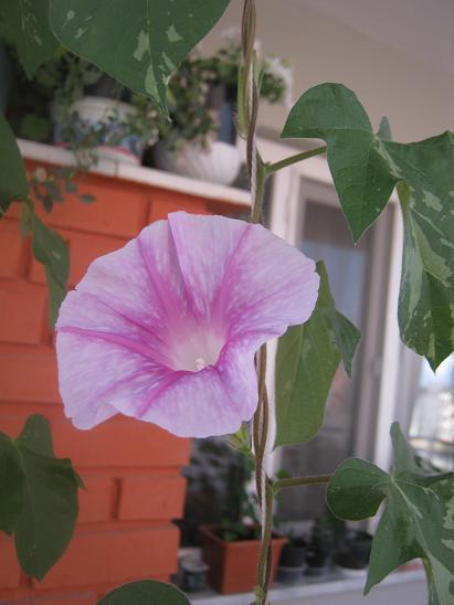Name:  sabah s.4.JPG
Views: 1297
Size:  34.8 KB