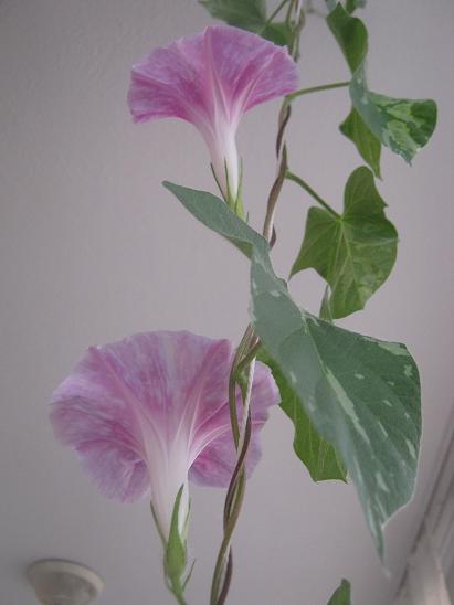 Name:  sabah s.6.JPG
Views: 1142
Size:  26.6 KB