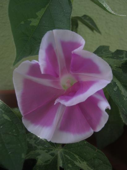 Name:  s. sefas.JPG
Views: 1186
Size:  27.9 KB