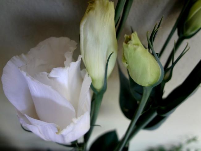 Name:  lisianthus.jpg
Views: 1218
Size:  26.8 KB