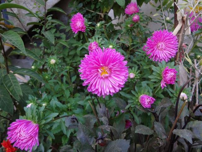 Name:  aster.jpg
Views: 1259
Size:  63.7 KB