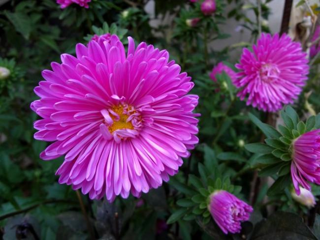 Name:  asterl.jpg
Views: 1292
Size:  48.4 KB