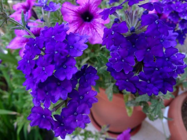 Name:  verbena.jpg
Views: 1662
Size:  47.5 KB