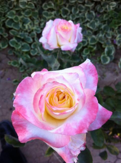 Name:  iphone 005.jpg
Views: 755
Size:  39.3 KB