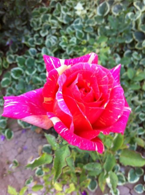 Name:  iphone 004.jpg
Views: 718
Size:  50.4 KB