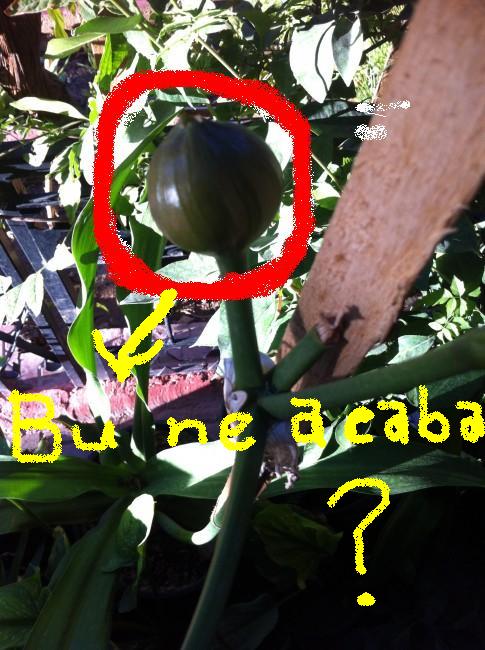 Name:  Draceana massangeana2.jpg
Views: 979
Size:  69.5 KB