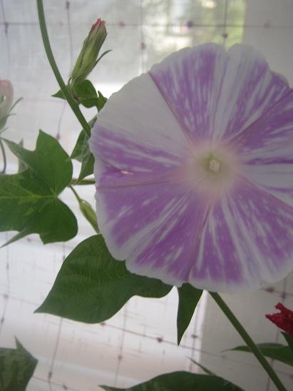 Name:  sabah s..JPG
Views: 1191
Size:  31.7 KB