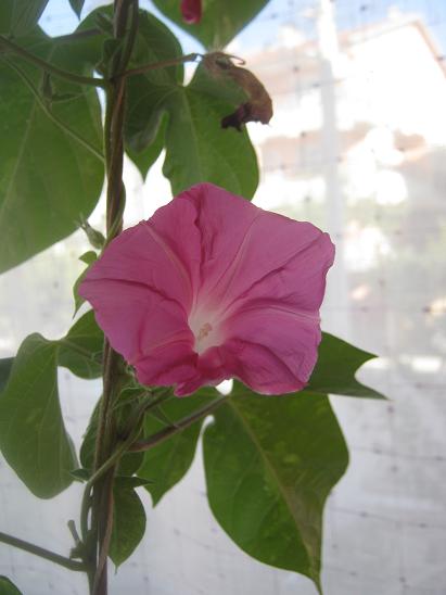 Name:  s.sefas1.JPG
Views: 1214
Size:  32.2 KB
