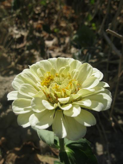 Name:  zinnia.JPG
Views: 1761
Size:  39.8 KB