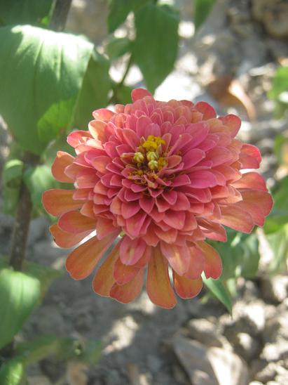 Name:  zinnia1.JPG
Views: 1728
Size:  40.9 KB