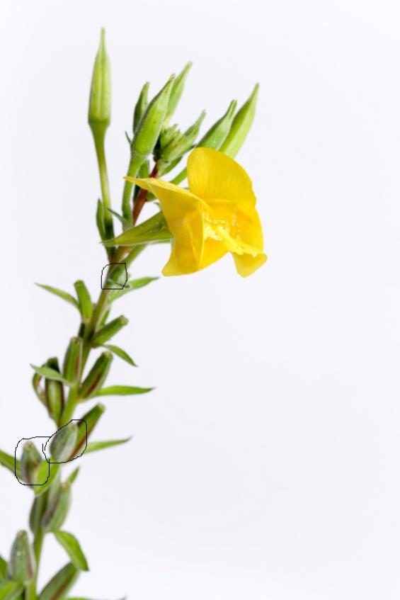 Name:  evening_primrose_flower.jpg
Views: 1032
Size:  26.2 KB