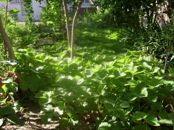 Name:  ilekler.jpg
Views: 2733
Size:  65.7 KB