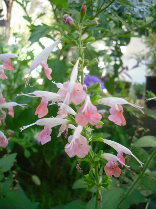 Name:  SDC15303 copy.jpg
Views: 696
Size:  70.4 KB