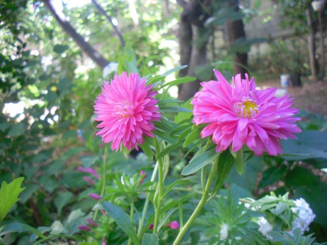 Name:  SDC15305 copy.jpg
Views: 706
Size:  51.2 KB