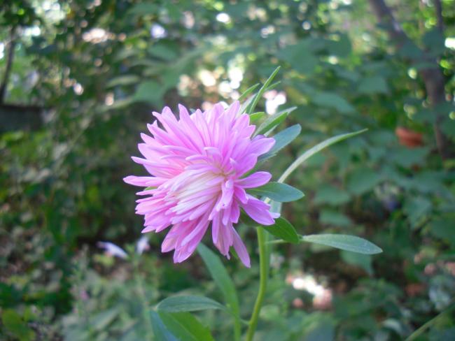 Name:  SDC15306 copy.jpg
Views: 703
Size:  41.5 KB