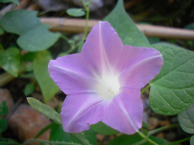 Name:  SDC15307 copy.jpg
Views: 689
Size:  28.7 KB