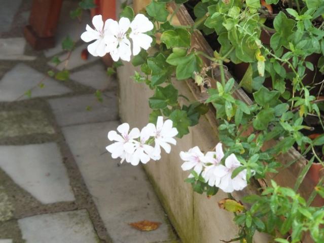 Name:  DSCF5178.jpg
Views: 329
Size:  44.3 KB