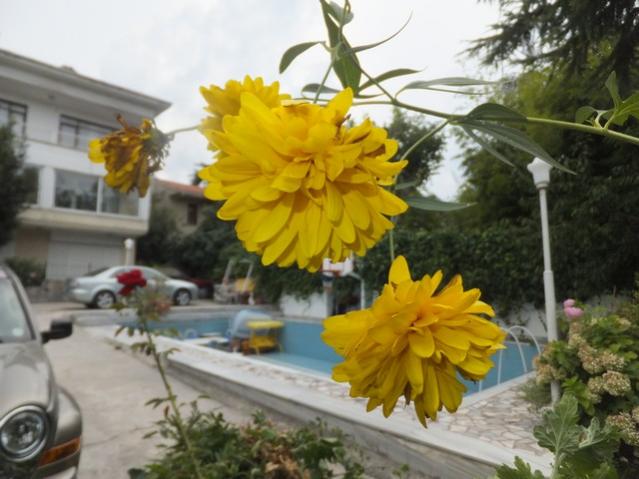 Name:  DSCF5212.jpg
Views: 476
Size:  45.6 KB