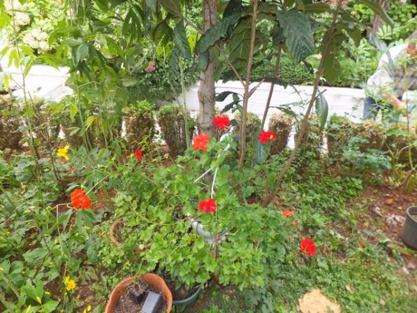 Name:  DSCF5216.jpg
Views: 720
Size:  72.2 KB