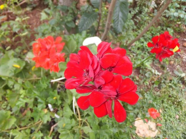 Name:  DSCF5217.jpg
Views: 673
Size:  51.9 KB