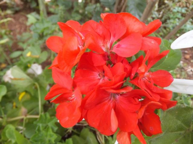 Name:  DSCF5218.jpg
Views: 470
Size:  39.6 KB