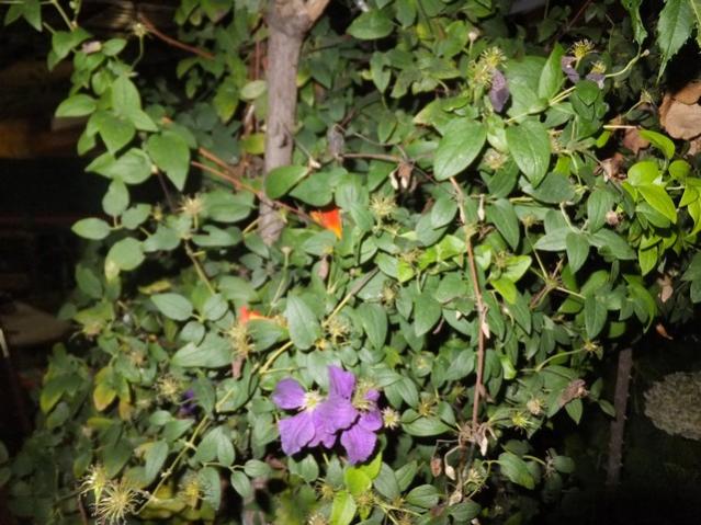 Name:  DSCF5313.jpg
Views: 454
Size:  61.5 KB