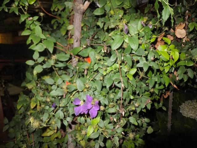 Name:  DSCF5314.jpg
Views: 441
Size:  64.6 KB