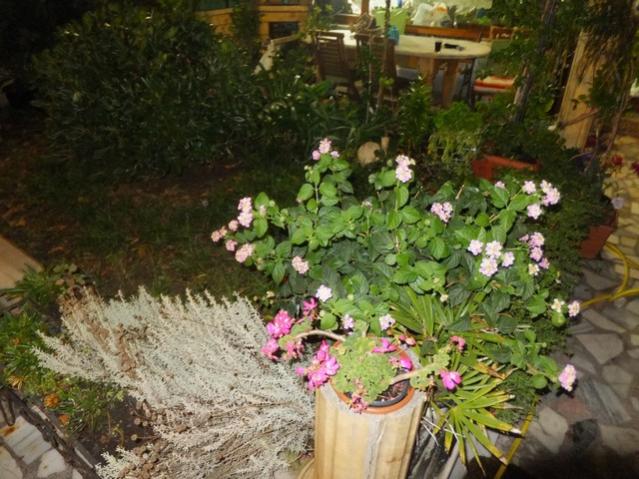 Name:  DSCF5338.jpg
Views: 443
Size:  61.4 KB