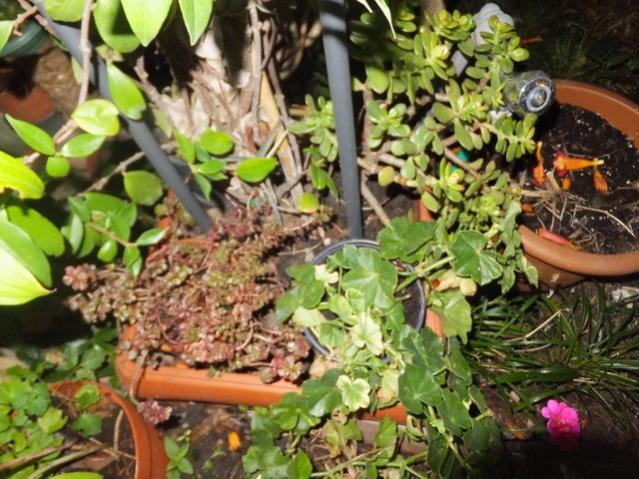 Name:  DSCF5341.jpg
Views: 455
Size:  66.1 KB