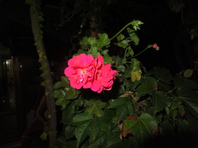 Name:  DSCF5342.jpg
Views: 459
Size:  64.4 KB