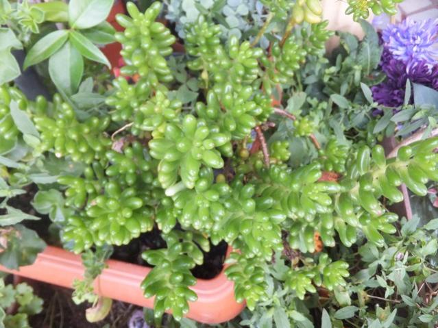 Name:  DSCF5380.jpg
Views: 439
Size:  60.7 KB