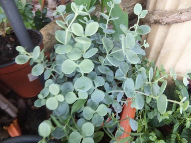 Name:  DSCF5381.jpg
Views: 446
Size:  46.8 KB