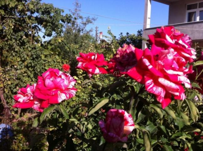 Name:  resim 018k~1.jpg
Views: 892
Size:  70.0 KB