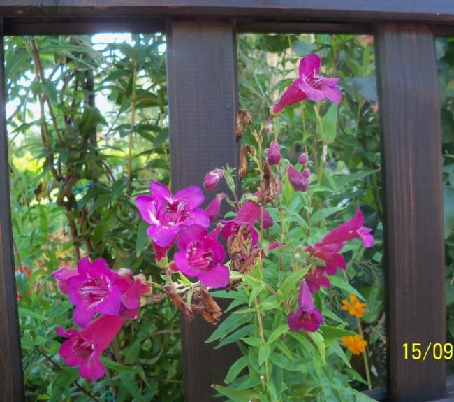 Name:  101_1685.jpg
Views: 542
Size:  65.1 KB
