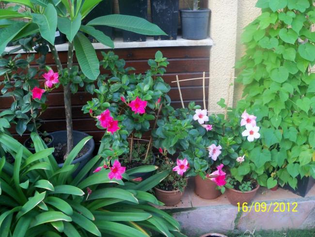 Name:  101_1743.jpg
Views: 542
Size:  63.7 KB