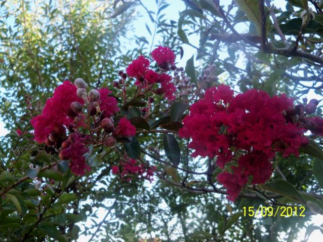Name:  101_1677.jpg
Views: 562
Size:  70.4 KB