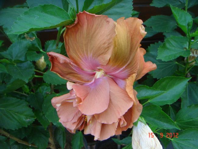 Name:  DSC00011.jpg
Views: 517
Size:  44.4 KB