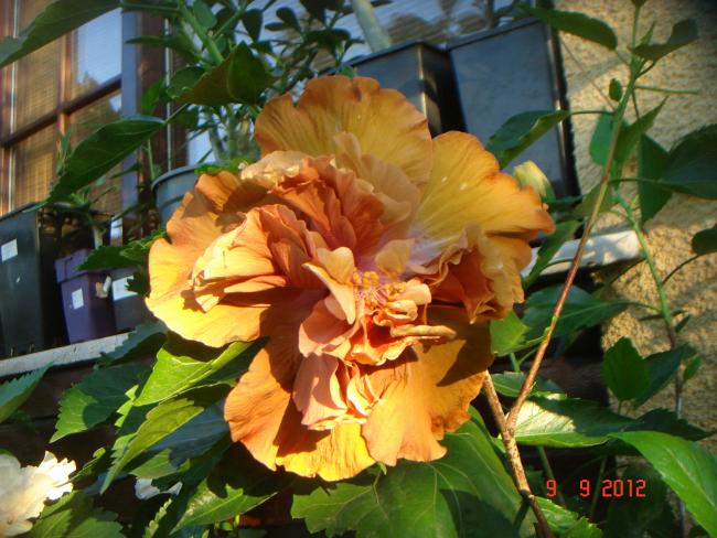 Name:  DSC00592.jpg
Views: 552
Size:  59.4 KB