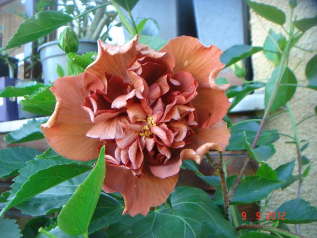 Name:  DSC00402.jpg
Views: 522
Size:  51.4 KB