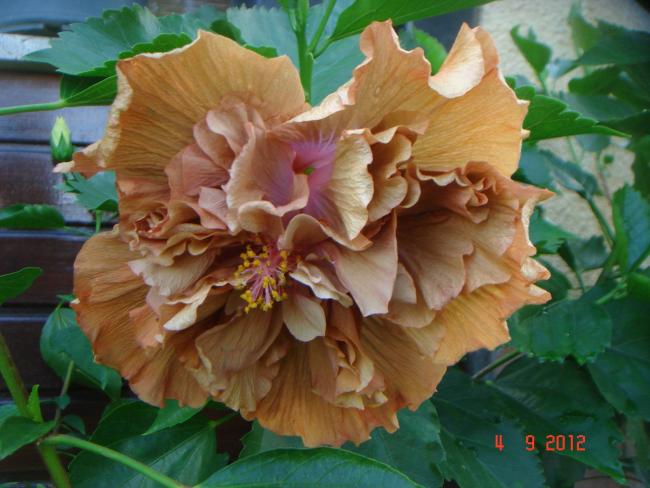 Name:  DSC00103.jpg
Views: 550
Size:  48.0 KB