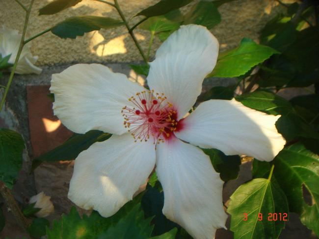 Name:  DSC00009.jpg
Views: 524
Size:  38.8 KB