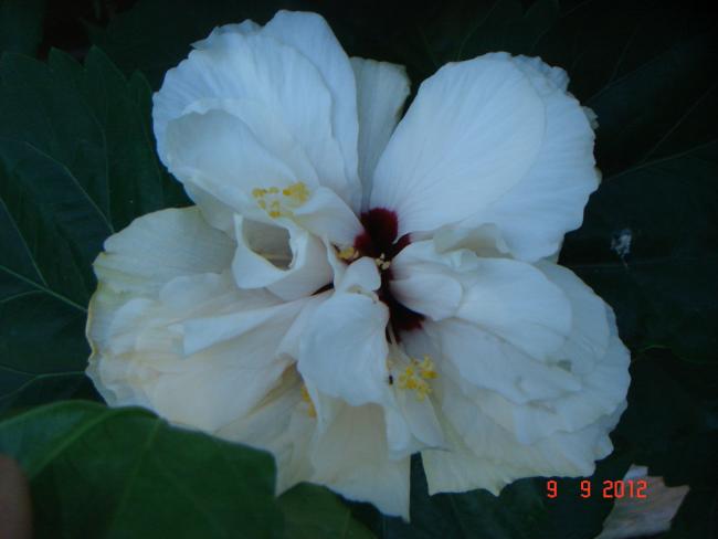 Name:  DSC00433.jpg
Views: 509
Size:  24.9 KB