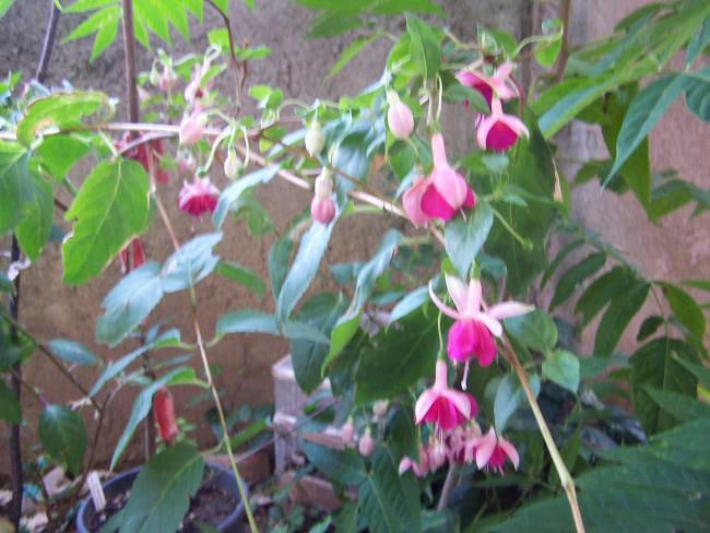 Name:  kpe iei.jpg
Views: 2289
Size:  52.5 KB