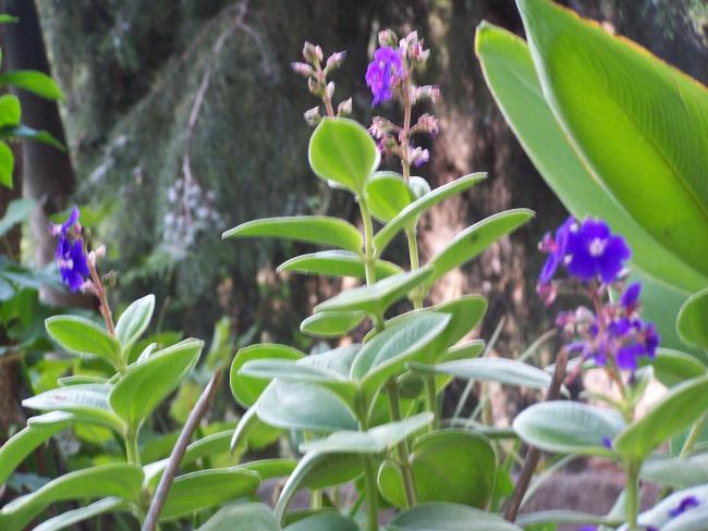 Name:  Tibouchina.jpg
Views: 1152
Size:  49.5 KB