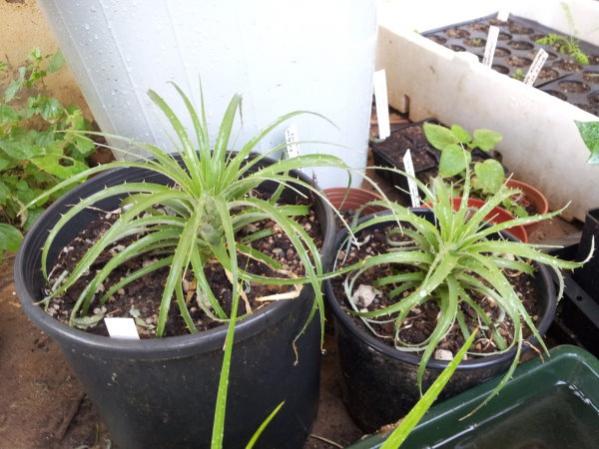Name:  puya bertoriana-1.jpg
Views: 1341
Size:  48.9 KB