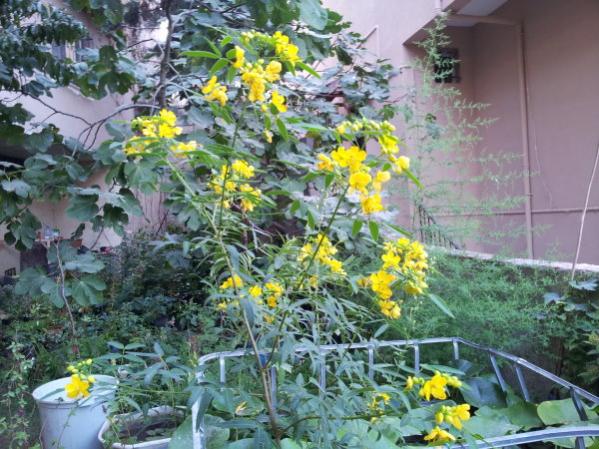 Name:  sinameki.jpg
Views: 1518
Size:  64.9 KB