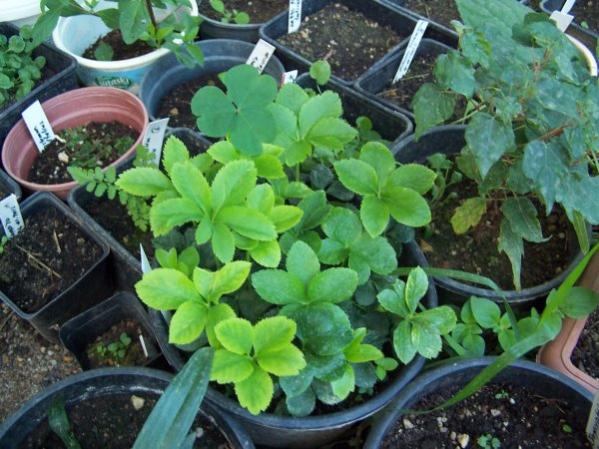 Name:  imlenen helleboruslar-1.jpg
Views: 1332
Size:  56.3 KB