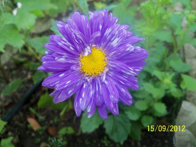 Name:  101_1646.jpg
Views: 466
Size:  42.0 KB