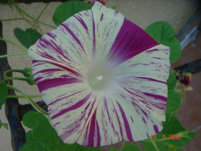 Name:  DSC00654.jpg
Views: 486
Size:  40.5 KB