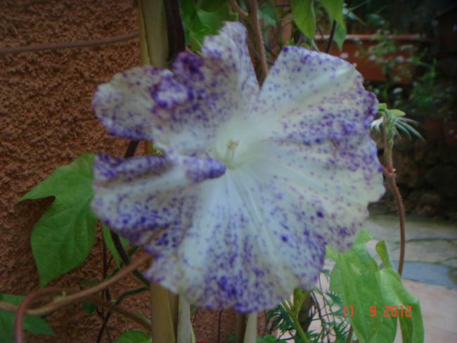 Name:  DSC00667.jpg
Views: 469
Size:  41.5 KB